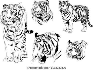 set of vector drawings on the theme of predators tigers are drawn by hand with ink tattoo logos