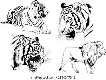 set of vector drawings on the theme of predators tigers are drawn by hand with ink tattoo logos