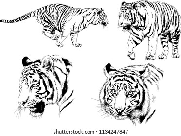 set of vector drawings on the theme of predators tigers are drawn by hand with ink tattoo logos