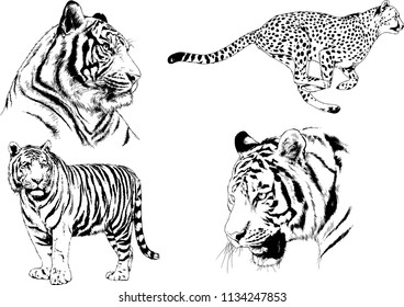 set of vector drawings on the theme of predators tigers are drawn by hand with ink tattoo logos