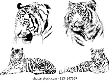 set of vector drawings on the theme of predators tigers are drawn by hand with ink tattoo logos