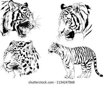 set of vector drawings on the theme of predators tigers are drawn by hand with ink tattoo logos