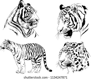 set of vector drawings on the theme of predators tigers are drawn by hand with ink tattoo logos