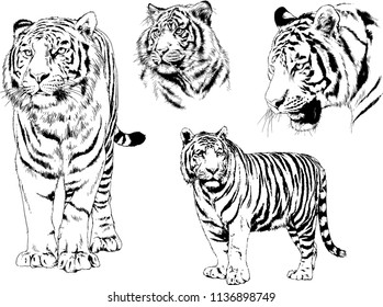 set of vector drawings on the theme of predators tigers are drawn by hand with ink tattoo logos