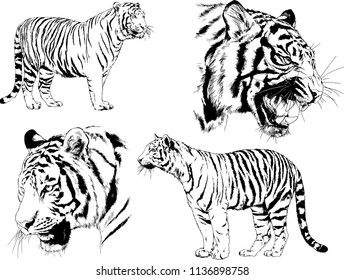 set of vector drawings on the theme of predators tigers are drawn by hand with ink tattoo logos