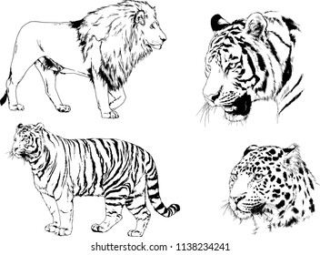 set of vector drawings on the theme of predators tigers are drawn by hand with ink tattoo logos