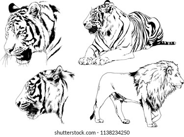 set of vector drawings on the theme of predators tigers are drawn by hand with ink tattoo logos