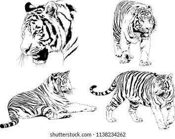 set of vector drawings on the theme of predators tigers are drawn by hand with ink tattoo logos