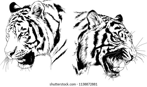 set of vector drawings on the theme of predators tigers are drawn by hand with ink tattoo logos