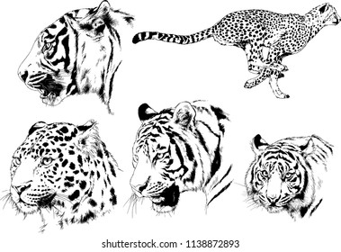 set of vector drawings on the theme of predators tigers are drawn by hand with ink tattoo logos