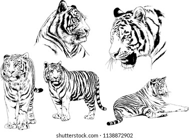 set of vector drawings on the theme of predators tigers are drawn by hand with ink tattoo logos