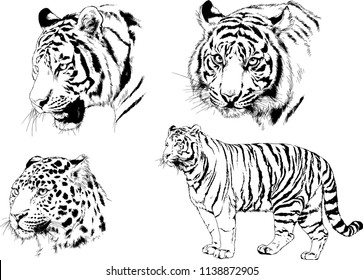 set of vector drawings on the theme of predators tigers are drawn by hand with ink tattoo logos