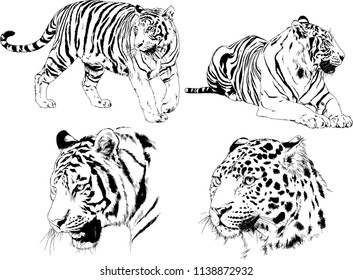 set of vector drawings on the theme of predators tigers are drawn by hand with ink tattoo logos