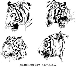 set of vector drawings on the theme of predators tigers are drawn by hand with ink tattoo logos