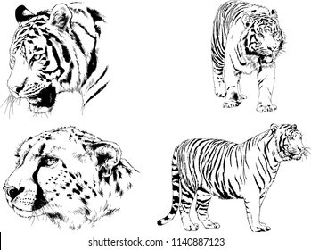 set of vector drawings on the theme of predators tigers are drawn by hand with ink tattoo logos