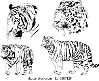 set of vector drawings on the theme of predators tigers are drawn by hand with ink tattoo logos