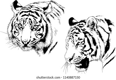 set of vector drawings on the theme of predators tigers are drawn by hand with ink tattoo logos