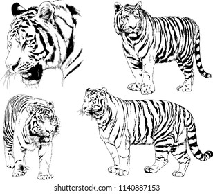 set of vector drawings on the theme of predators tigers are drawn by hand with ink tattoo logos