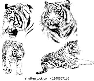 set of vector drawings on the theme of predators tigers are drawn by hand with ink tattoo logos