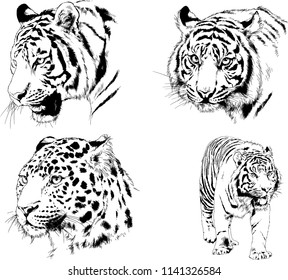 set of vector drawings on the theme of predators tigers are drawn by hand with ink tattoo logos