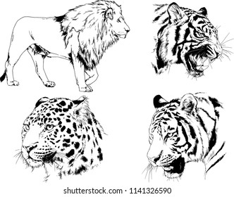 set of vector drawings on the theme of predators tigers are drawn by hand with ink tattoo logos