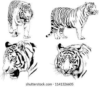 set of vector drawings on the theme of predators tigers are drawn by hand with ink tattoo logos