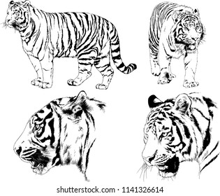 set of vector drawings on the theme of predators tigers are drawn by hand with ink tattoo logos