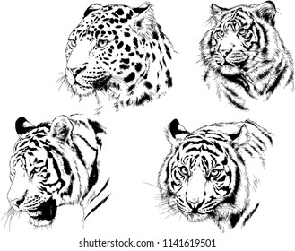 set of vector drawings on the theme of predators tigers are drawn by hand with ink tattoo logos