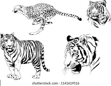 set of vector drawings on the theme of predators tigers are drawn by hand with ink tattoo logos