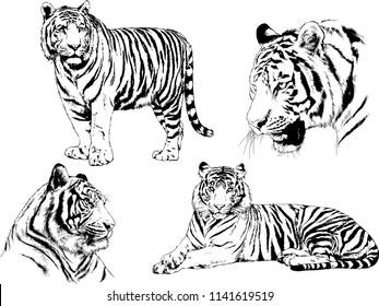 set of vector drawings on the theme of predators tigers are drawn by hand with ink tattoo logos
