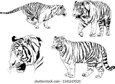 set of vector drawings on the theme of predators tigers are drawn by hand with ink tattoo logos