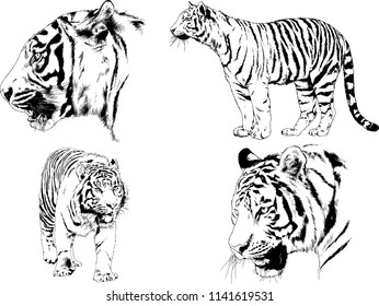 set of vector drawings on the theme of predators tigers are drawn by hand with ink tattoo logos