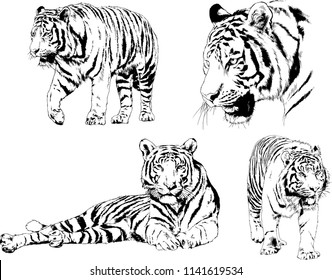 set of vector drawings on the theme of predators tigers are drawn by hand with ink tattoo logos