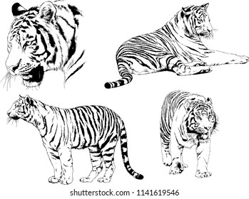 set of vector drawings on the theme of predators tigers are drawn by hand with ink tattoo logos