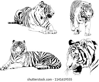 set of vector drawings on the theme of predators tigers are drawn by hand with ink tattoo logos