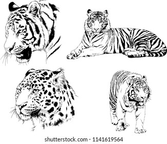 set of vector drawings on the theme of predators tigers are drawn by hand with ink tattoo logos