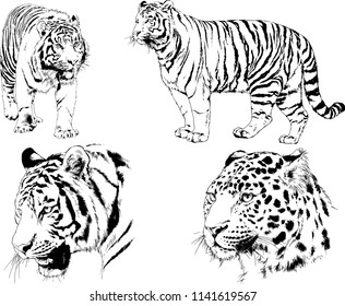 set of vector drawings on the theme of predators tigers are drawn by hand with ink tattoo logos