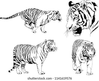 set of vector drawings on the theme of predators tigers are drawn by hand with ink tattoo logos