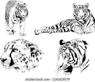 set of vector drawings on the theme of predators tigers are drawn by hand with ink tattoo logos
