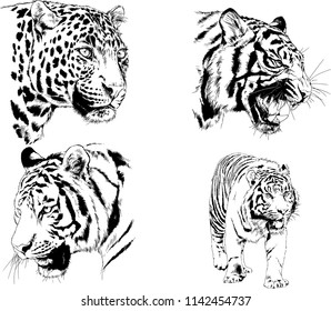 set of vector drawings on the theme of predators tigers are drawn by hand with ink tattoo logos