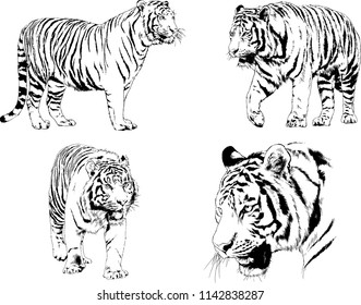 set of vector drawings on the theme of predators tigers are drawn by hand with ink tattoo logos