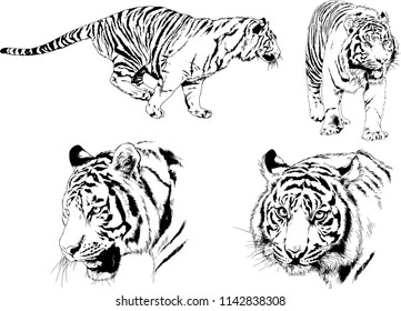 set of vector drawings on the theme of predators tigers are drawn by hand with ink tattoo logos