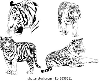 set of vector drawings on the theme of predators tigers are drawn by hand with ink tattoo logos