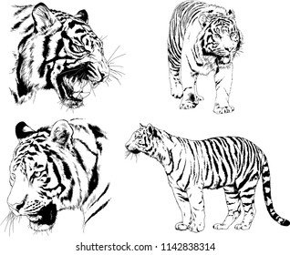 set of vector drawings on the theme of predators tigers are drawn by hand with ink tattoo logos