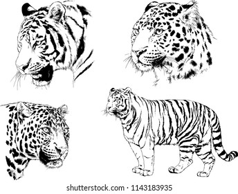 set of vector drawings on the theme of predators tigers are drawn by hand with ink tattoo logos