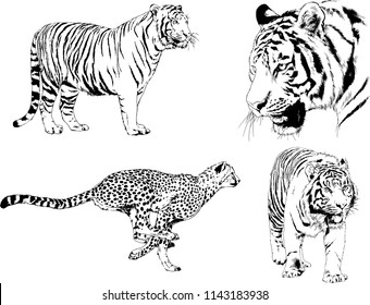 set of vector drawings on the theme of predators tigers are drawn by hand with ink tattoo logos