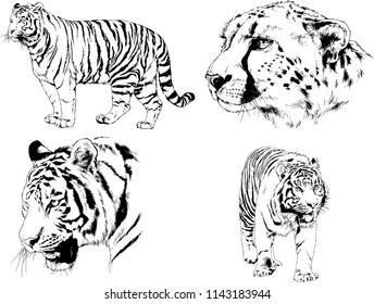 set of vector drawings on the theme of predators tigers are drawn by hand with ink tattoo logos