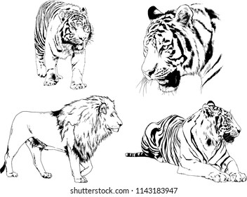 set of vector drawings on the theme of predators tigers are drawn by hand with ink tattoo logos