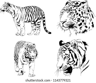 set of vector drawings on the theme of predators tigers are drawn by hand with ink tattoo logos