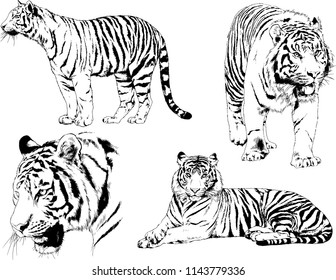 set of vector drawings on the theme of predators tigers are drawn by hand with ink tattoo logos